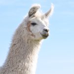 Kesalahan Umum Saat Mengajukan Visa Lingga