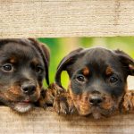 Cara Menghindari Penolakan Visa Lingga